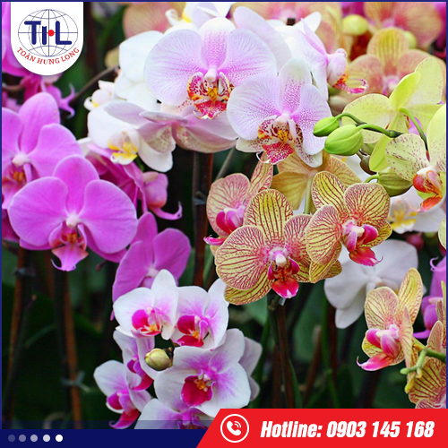 Hương hoa lan